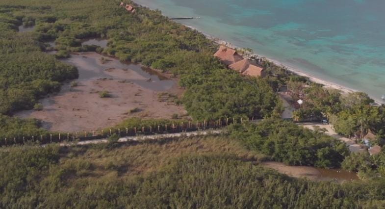 CitymarAC's tweet photo. @CiroGomezL S.O.S. Isla Cozumel en peligro relleno de humedales  manglares Área  Arrecifal en peligro km.18+244 carretera costera sur flora y fauna por favor ayuda la Autoridad no hace casó Leyes Ambientales ignoradas corrupción e Impunidad prevalece https://t.co/JSay51qDhR
