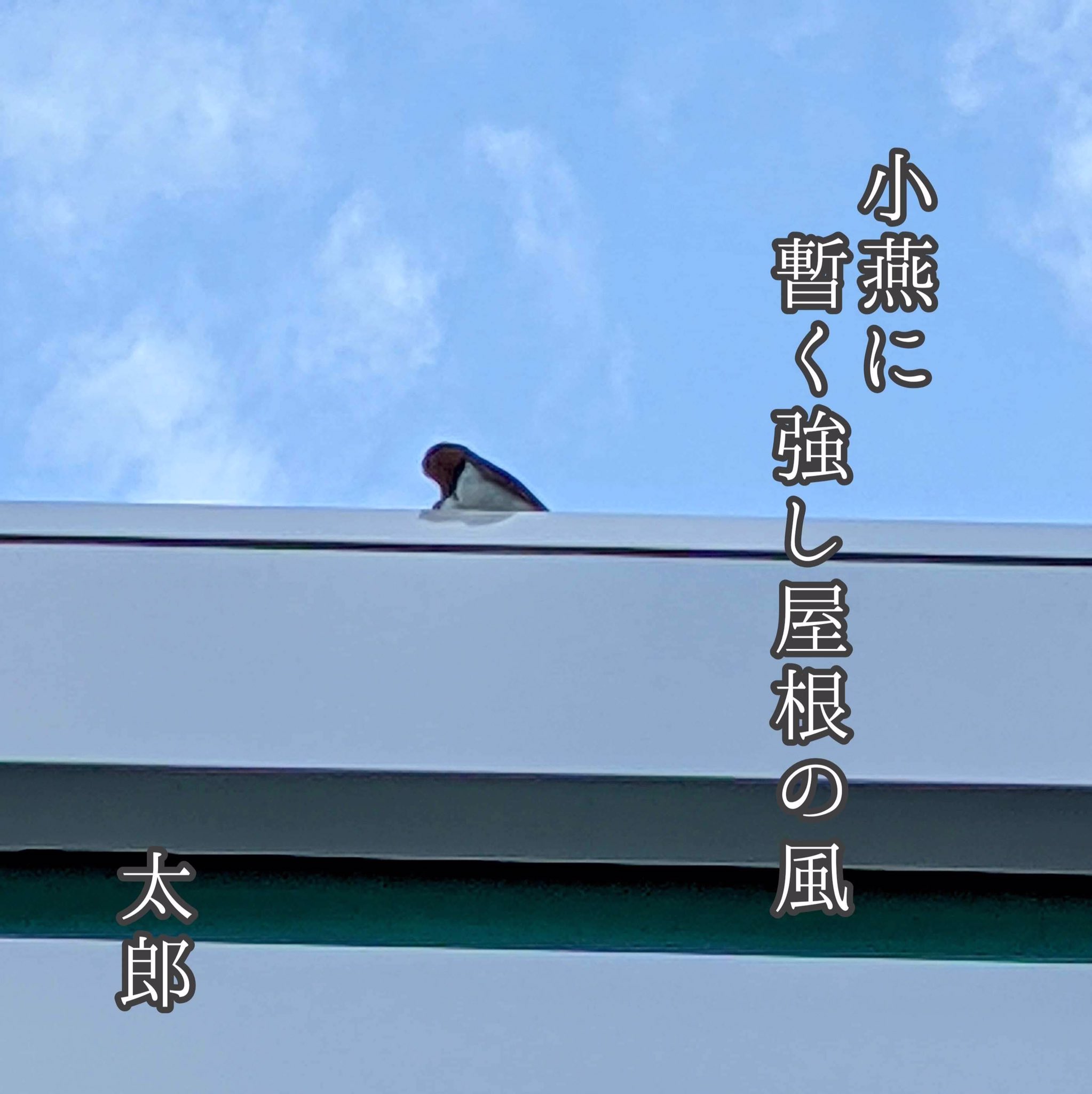 子燕 Twitter Search Twitter