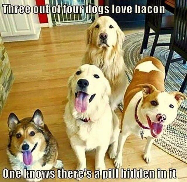 Petcaptions's tweet photo. https://t.co/cU7KP4hytq