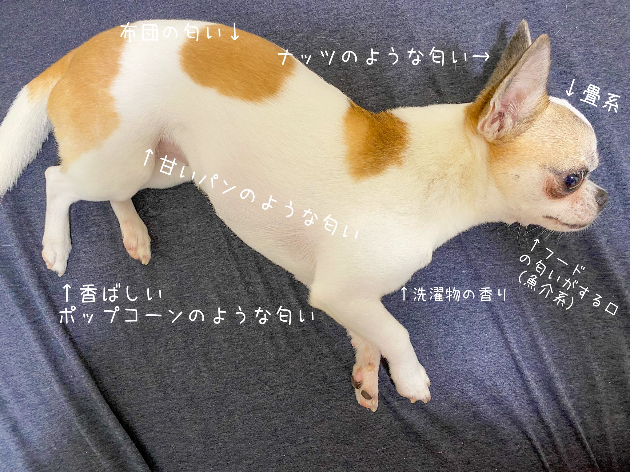 おまめ 05 Omm Twitter