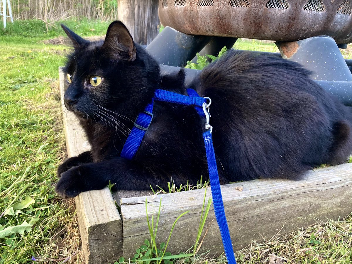 Cuddlebuck's tweet photo. It’s spring 🌷☀️Simon says: Mom, our evenings are walks THEN we can replay RDR2 🐈‍⬛💙 https://t.co/vYEnXZ6Sz4