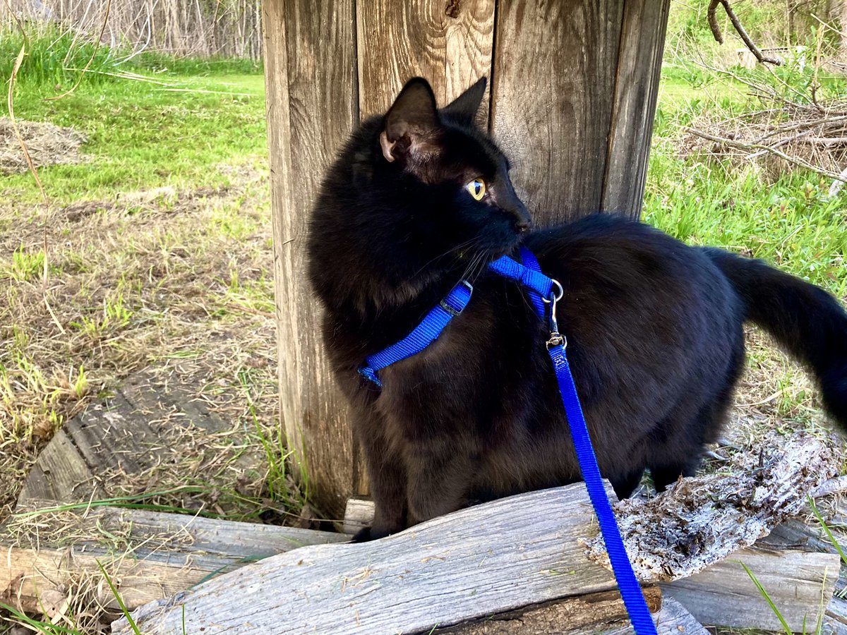 Cuddlebuck's tweet photo. It’s spring 🌷☀️Simon says: Mom, our evenings are walks THEN we can replay RDR2 🐈‍⬛💙 https://t.co/vYEnXZ6Sz4