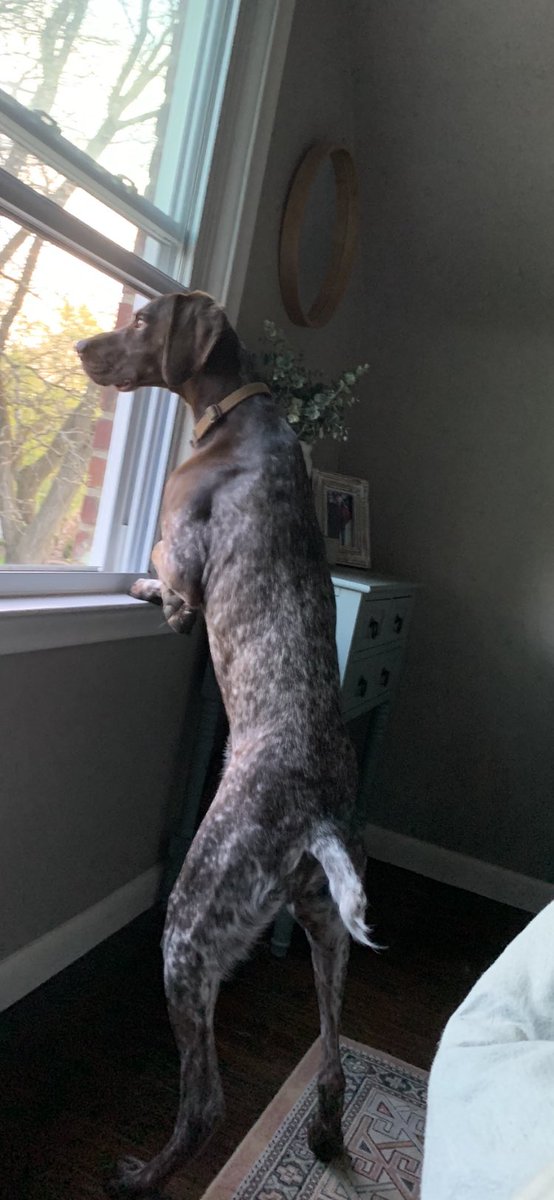 atkinsbj's tweet photo. @donttouchdabutt Bird doggin some mf’s https://t.co/1RN0JPfZ4B