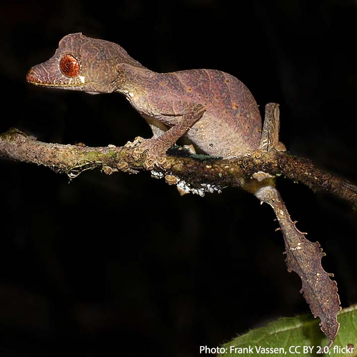 Red Satanic Leaf Tailed Gecko 