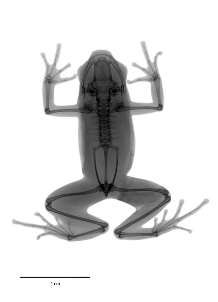 Vocês já viram um raio-x de um sapo? ☢️

Essa é uma radiografia de uma rã-de-flecha-fantasma (Epipedobates tricolor), uma espécie que ocorre no Equador.