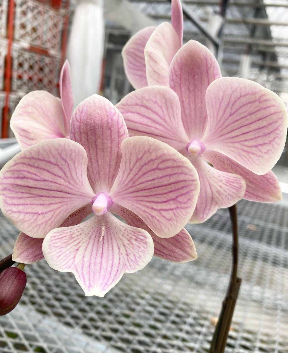 新品種登場❣️『マザースフレ』🌸 マザーチークのような珍しい