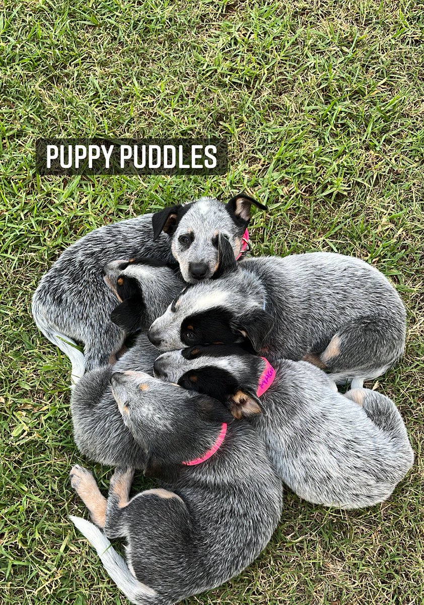 jaimee_maunder's tweet photo. And then there were two #2boysleft #aussiebluecattledogs https://t.co/t6GH2zqEwH
