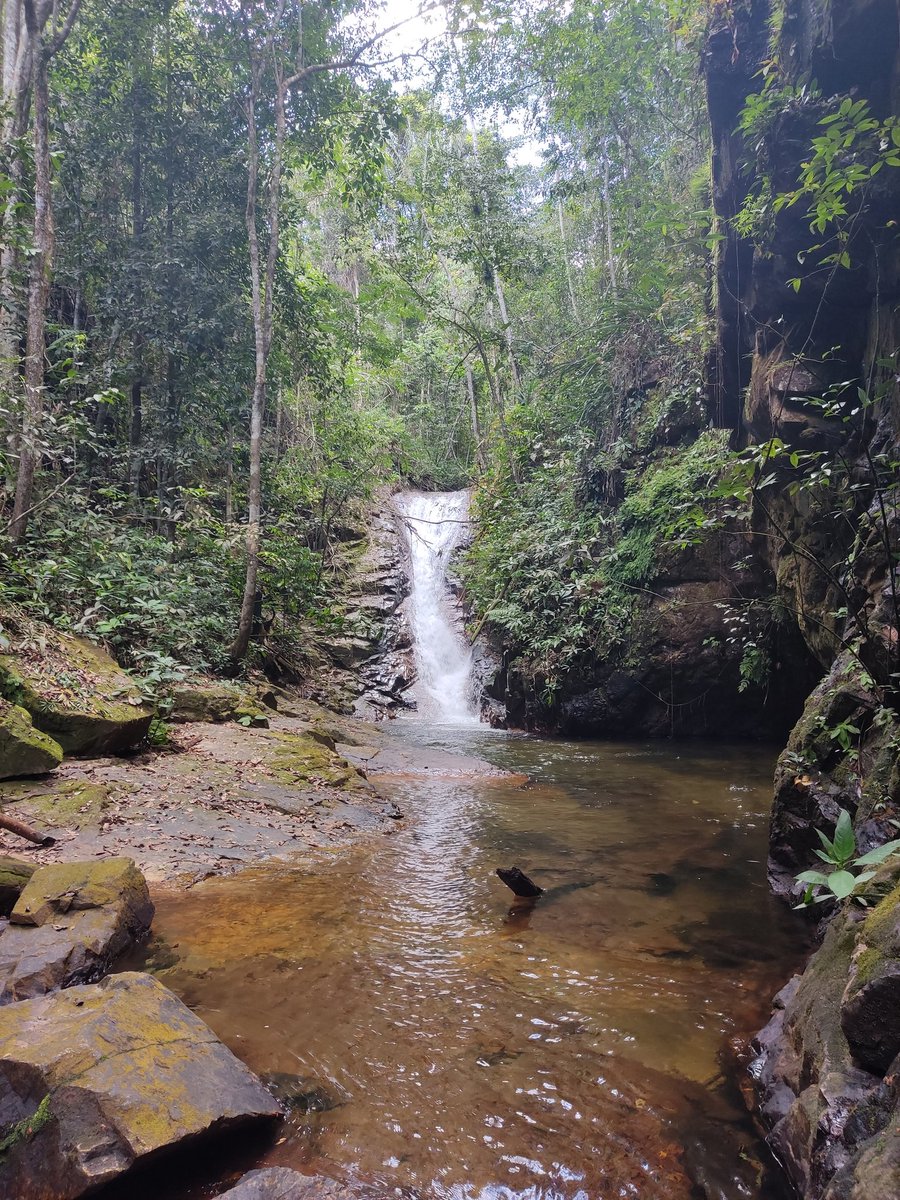 StadnikA1's tweet photo. The amazon forest is kinda magic place.. I'm so happy that I could have the opportunity to be here at Carajás with so many nice people!
🏵️🌸🌳🌱💮🌿🪴🍃🌾🍁🪷🌺
.
.
#amazon #plants #goeldi #taxonomy #systematic #beautiful #photography #nature #forest https://t.co/DCGsvlDnrd