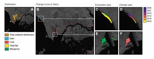 remotelysense's tweet photo. New paper out today in @ScienceMagazine: we developed an EO monitoring system to detect the type and timing losses and gains of tidal wetlands globally - tidal marsh, tidal flats and mangroves @EarthOutreach @USGSLandsat @NASA_Landsat 
https://t.co/lH6ZePbvu0 https://t.co/D0QgnQrAM9