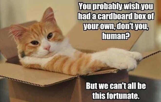 Petcaptions's tweet photo. https://t.co/gWrL4T6ovE