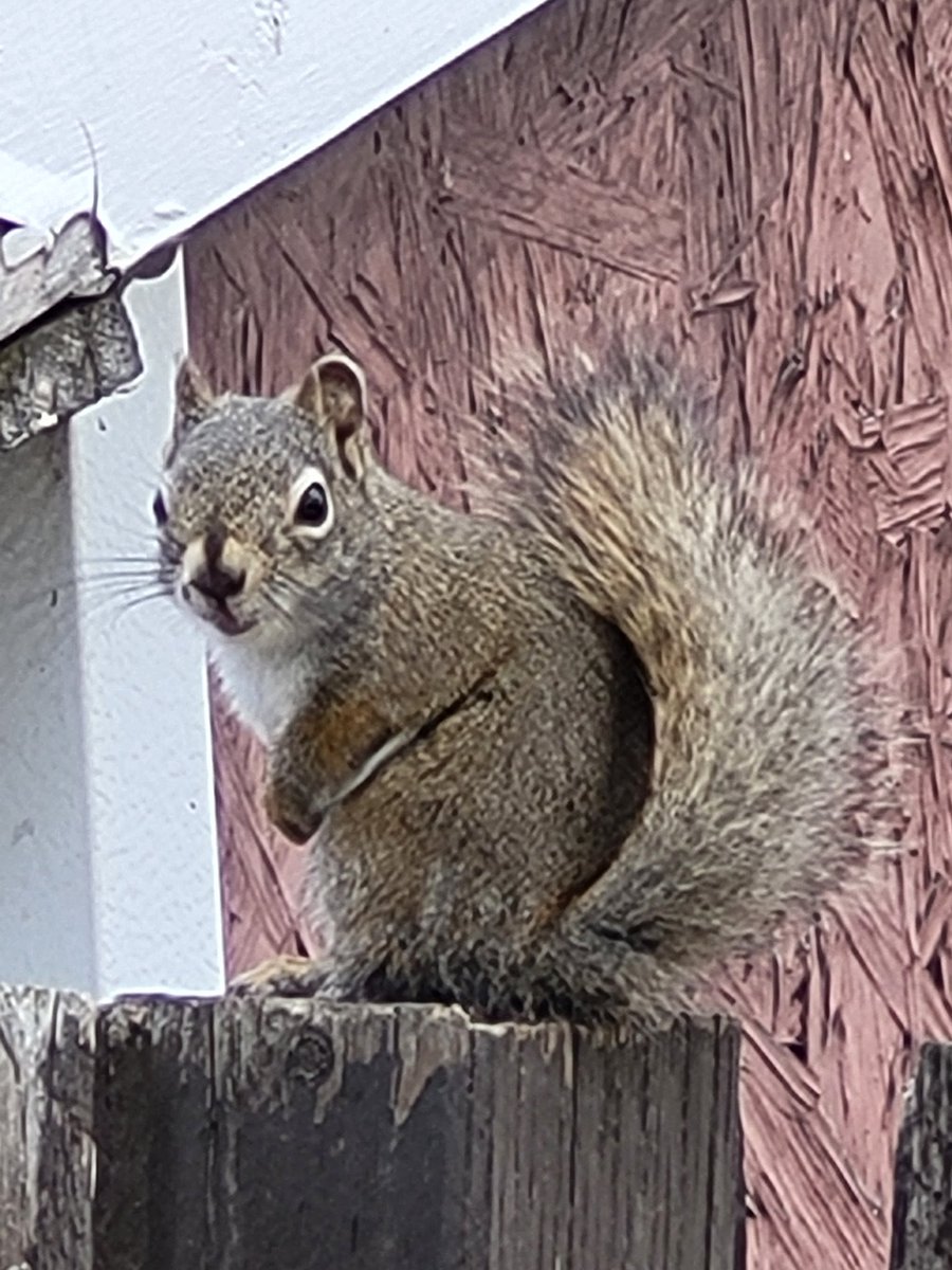 PeterWardPM's tweet photo. I found a squirrel. That is all
#LookAtThoseEars https://t.co/1UdR7SWwM6