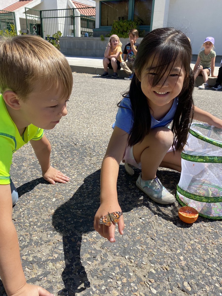 MrsRamosTK's tweet photo. Wrapping up our unit on butterflies by releasing them today. So much fun watching all the stages of their metamorphosis!  🦋 @TLSHawks @PVSDCamarillo https://t.co/uPgNUVSJhC