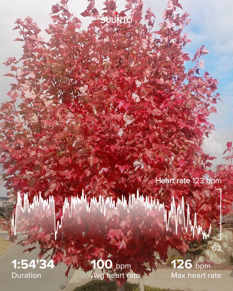 Completed 275 #Yoga day 49 of #501SuryanamaskarChallenge with <a href="/ShammisYogalaya/">Shammi Gupta</a> <a href="/yogudada/">yogudada</a>