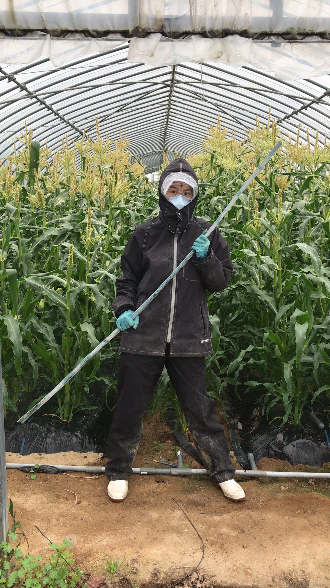 みよちゃん農園 ハウス栽培のトウモロコシは花粉を落としに入らなければ実が入りません これが露地栽培との大きな違いですね ちなみに画像は 花粉落とし局地戦用フルアーマーみよちゃん です T Co Culnckfu5e Twitter