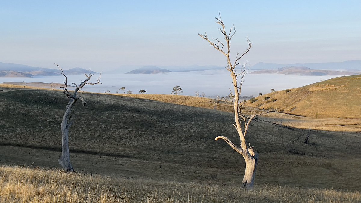 Early morning sunshine, Where? Where? Wedgie! Day 1, southern Tasmania. Sweeping paddocks with 2 dead trees in foreground; a lake of cloud surrounded by little peaks of land in the background, and a misty blue sky.
Photo: Michael Dempsey