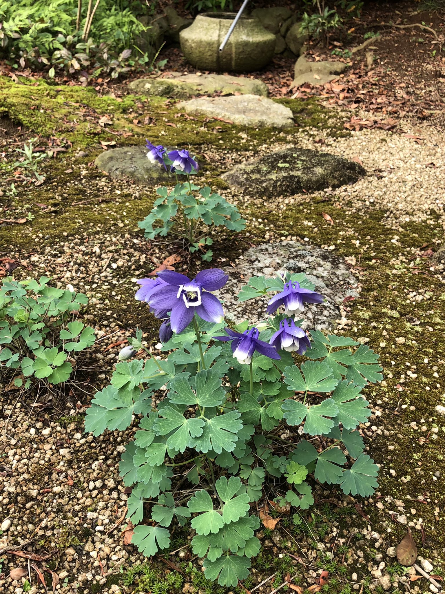 تويتر 外塚 潔 茨城県議会議員 على تويتر 満開 今日は雨 静かに オダマキの花を観察 花言葉は 勝利 勝利への決意 可愛らしい野草なのに 強さを感じるのは 紫色だから T Co Sayp06n7rk