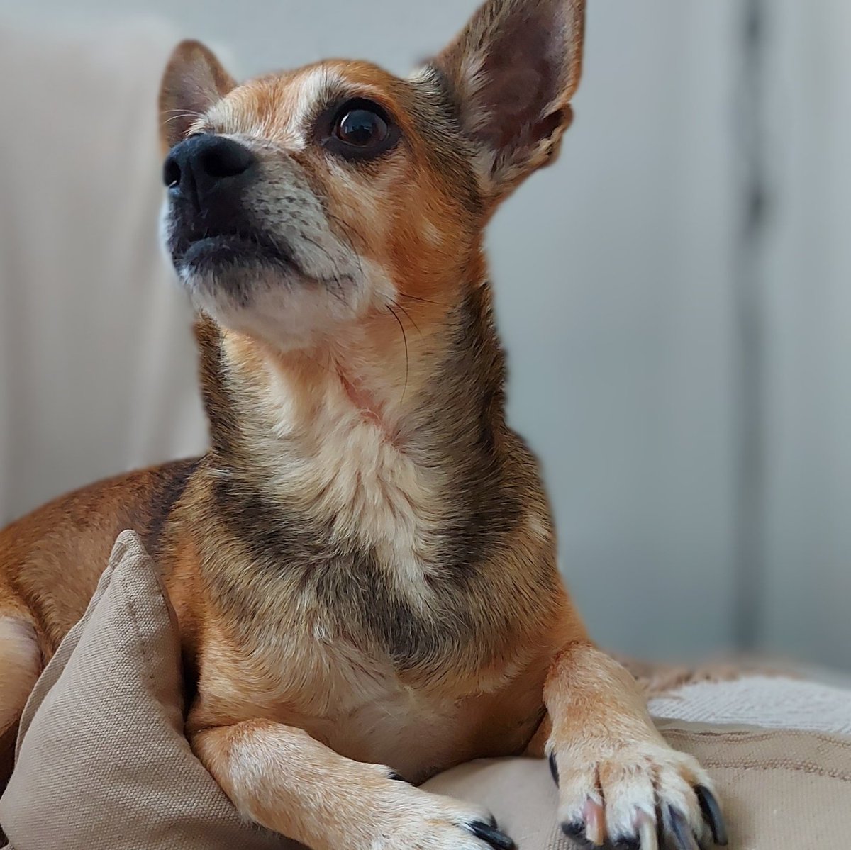 _Gary_Gutierrez's tweet photo. La lucha ha llegado a su fin. Hoy nos despedimos de Gary, el mejor perro que alguien podría haber tenido la suerte de conocer. 

Nos deja a todos vacíos por dentro. https://t.co/fLflksrp5Y