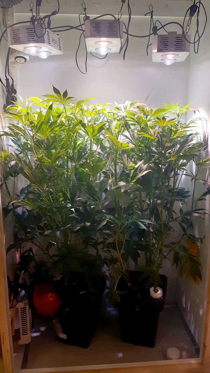 laakekantsu's tweet photo. Huomenta! Outoa, kun kaappi on "pois päältä" pitkän kasvatuksen jälkeen.

Pieni kuvamuistelo:
- siemenet itivät 21.1.
- 21.2. oli vegevaiheen loppupuolta
- 15.3. kasvit venyivät kukituksen alussa...
- 19.4. näyttää jo kukkaisalta

Tänään trimmaus jatkuu! #lääkekannabis #cherry18 https://t.co/aWeSPwPaUw