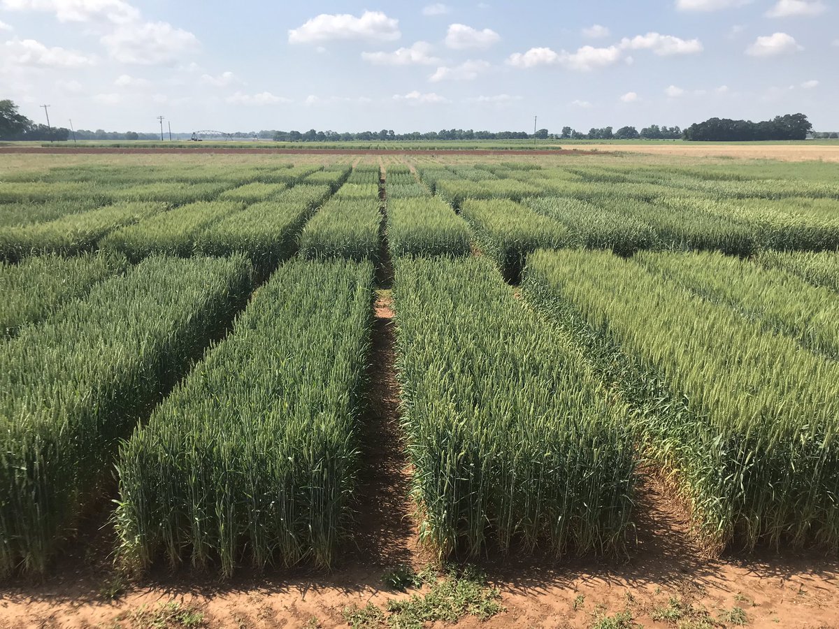 FrankSpelbring's tweet image. Beautiful #WinfieldUnited yield trial in Alabama will provide high quality information to insure only the best wheat varieties are selected for the #Croplan brand.