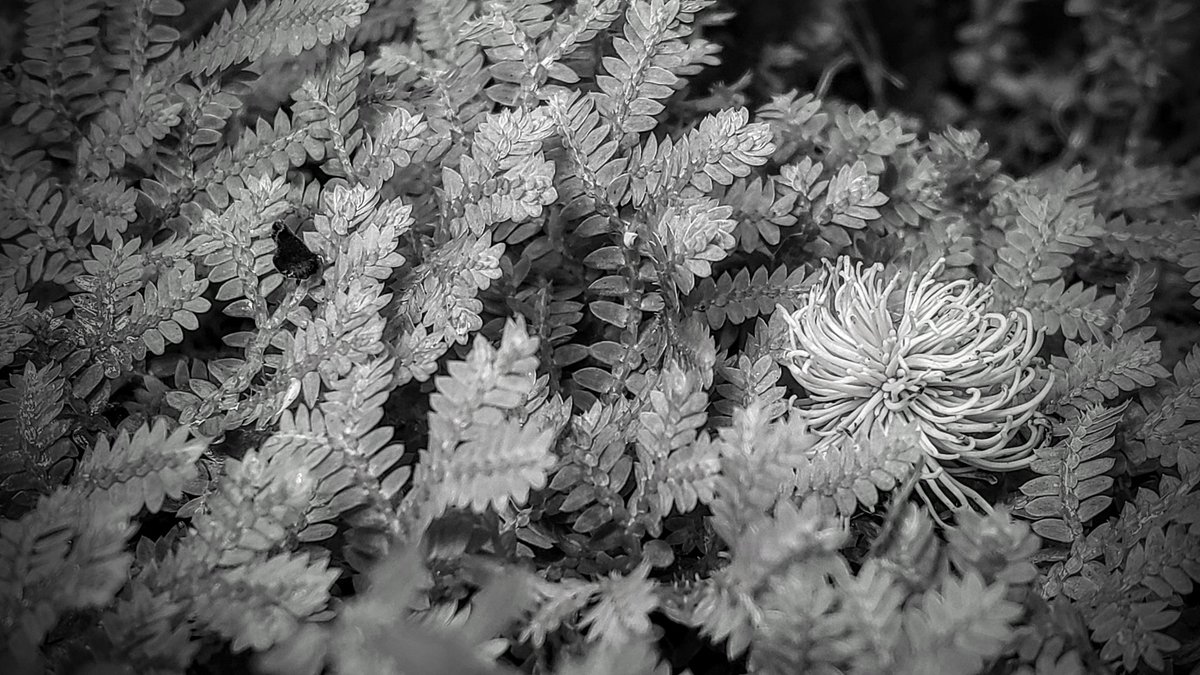 VctorVegaValve1's tweet photo. Without green still be Mother Nature
#photography #photooftheday #photo #photographer #fotografia #fotógrafo #NFTCommunity #NFTartists #nftphotography https://t.co/NFNhHI3yQP
