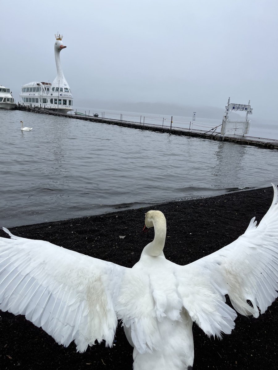 おはくちょうございます🦢 包み込むようにー。