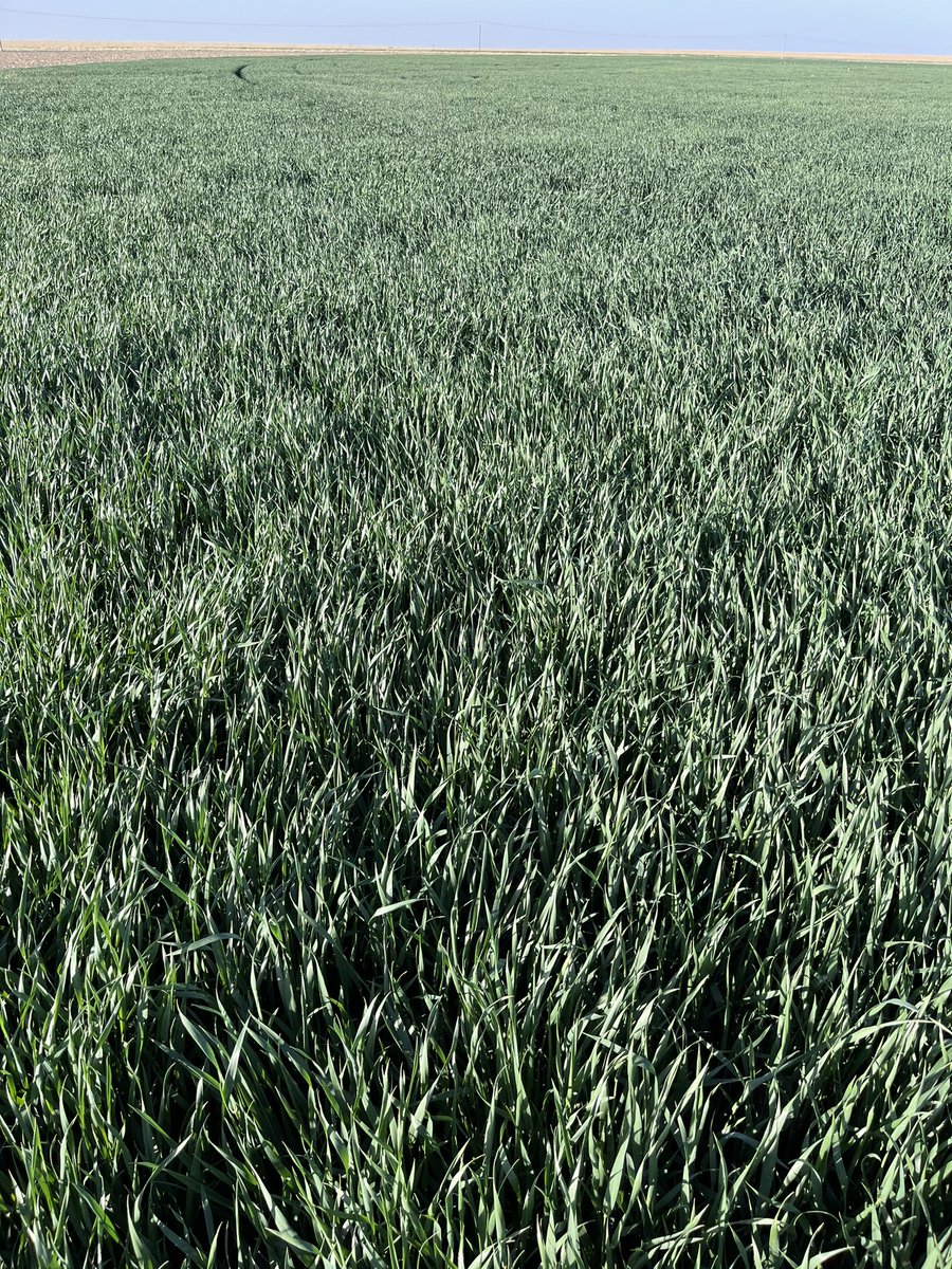 JonathanDansel's tweet photo. Probably be the only #wheat I harvest  this year if this heat and drought keeps up.  Zero Phos applied with drills &amp; behind corn…ran my #YieldGOLD fulvic acid heavy through the pivot last fall to unlock the P2 phos. https://t.co/Bg2JWRF7sP