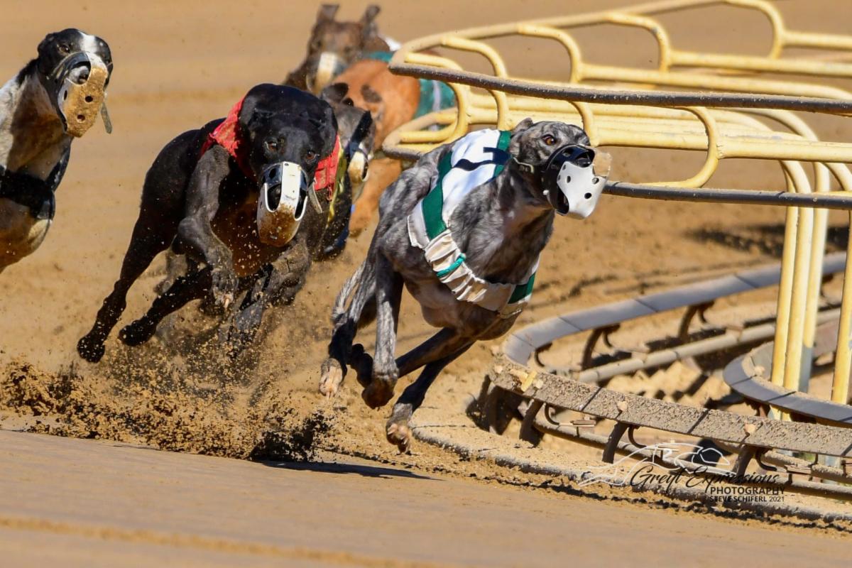 NGA Greyhound Assoc tweet media