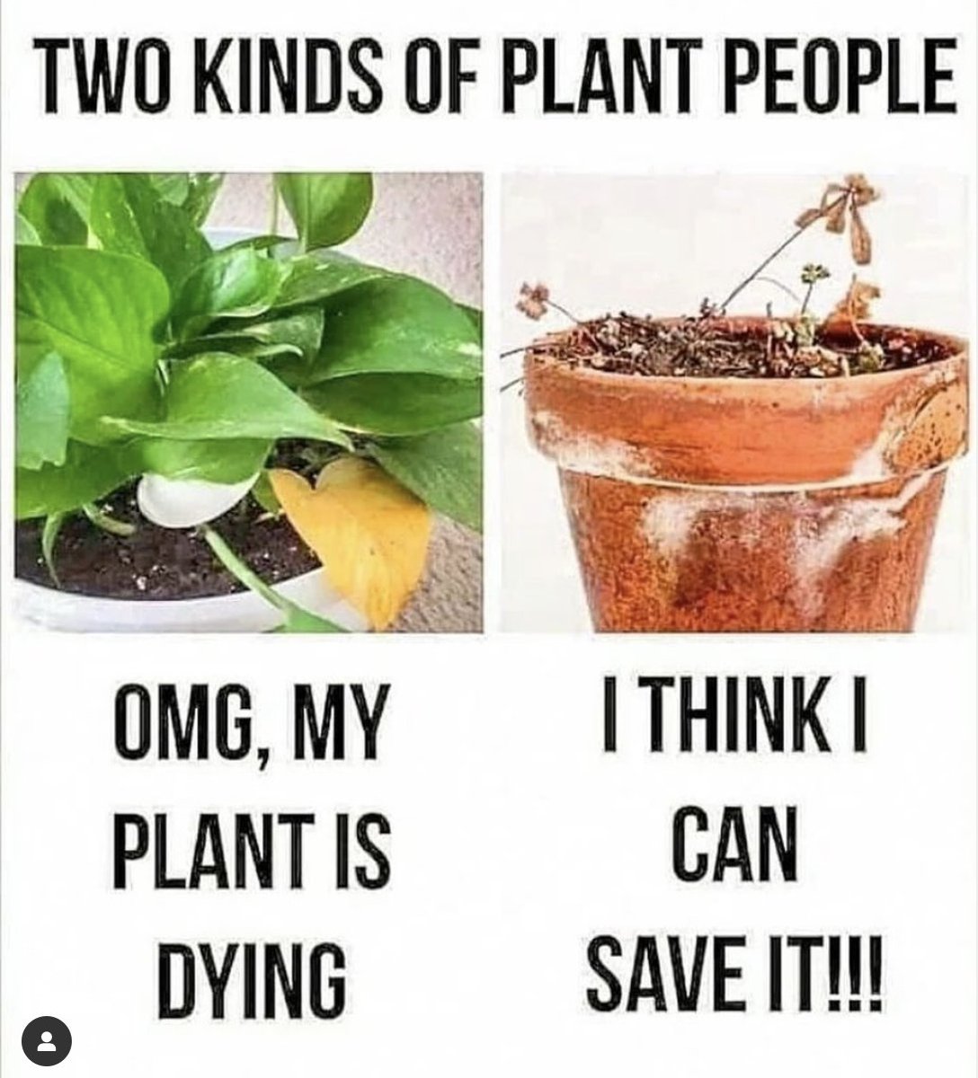 Plant Parade NFT tweet media