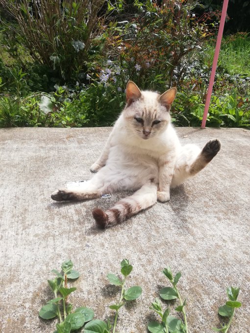 オス メス猫の発情期の行動範囲は 時期はいつからいつ終わるかもご紹介 Catハウス