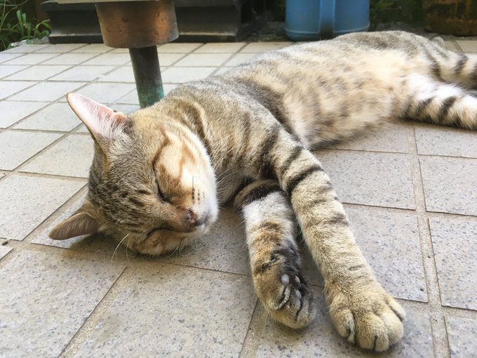 オス メス猫の発情期の行動範囲は 時期はいつからいつ終わるかもご紹介 Catハウス