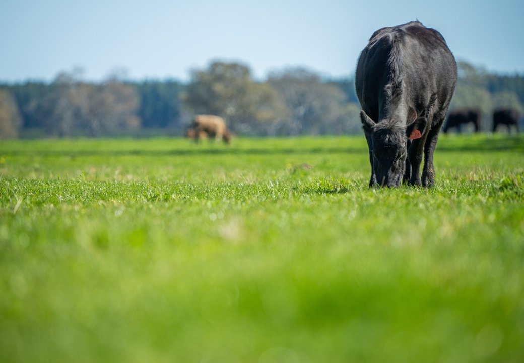 Do you think cattle prices could drop 25%? A couple of weeks ago we released the 2022 Rabobank Beef seasonal outlook bit.ly/3a1RjTL. Now you can listen to the info in a podcast just released bit.ly/3wvL7ei. #Agchatoz