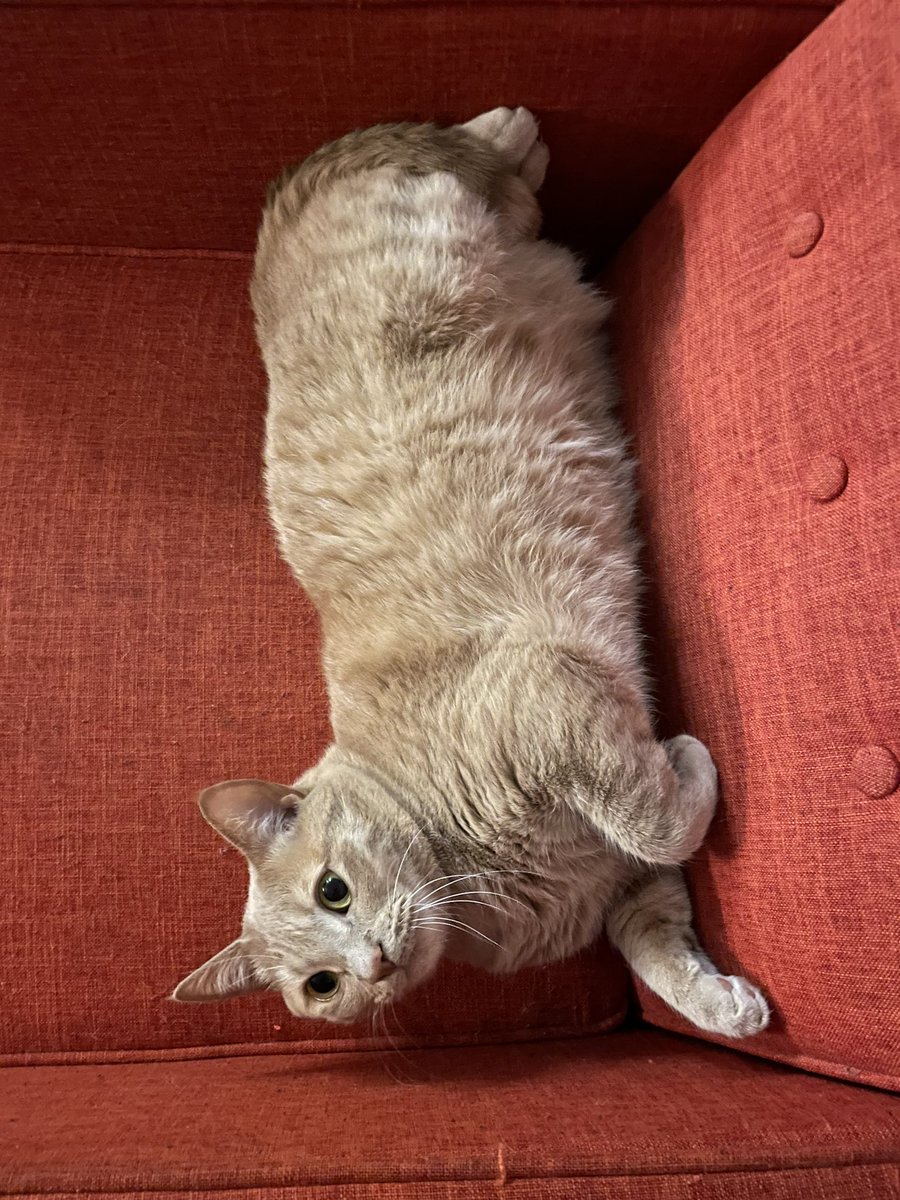 comfy time!! #cat #cats #CatsOfTwitter