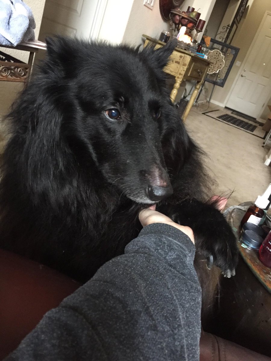 ginachron's tweet photo. On the 4th anniversary of Lori's passing and remembering how bright, funny, talented and loving she was. A friend to so many, human and animal. Time has gone so fast. I wish she were still here. #RIP @loridowney3 #TeamZay #RIPZayden https://t.co/ClygJgyI4W