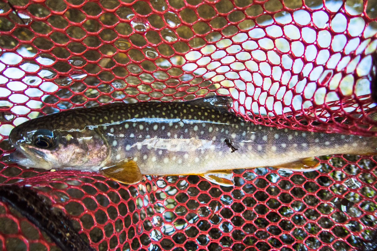 firemouth0325's tweet photo. 前回の釣行で、念願の初岩魚を釣り上げる事が出来ました。本当に色々あって感無量でした。ユーノスケ君サポート本当にありがとう。
キャストがしやすいFF500Sか操作性のXT511S
渓流ロッド問題は、まだ自分の中でしっくりきていません。両方良いロッドだから余計悩みが深い。
#huercojp
#XT511S
#FF500 https://t.co/VKG65MoFnJ
