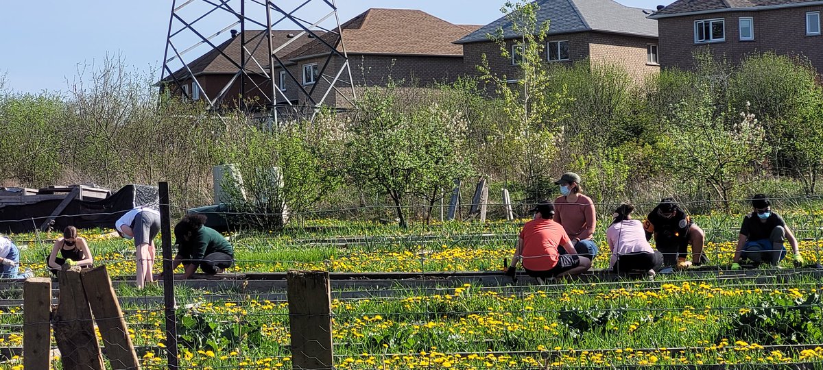 The boys started volunteering with <a href="/EcosourceGreen/">Ecosource</a> in their Iceland community garden. So proud of them.