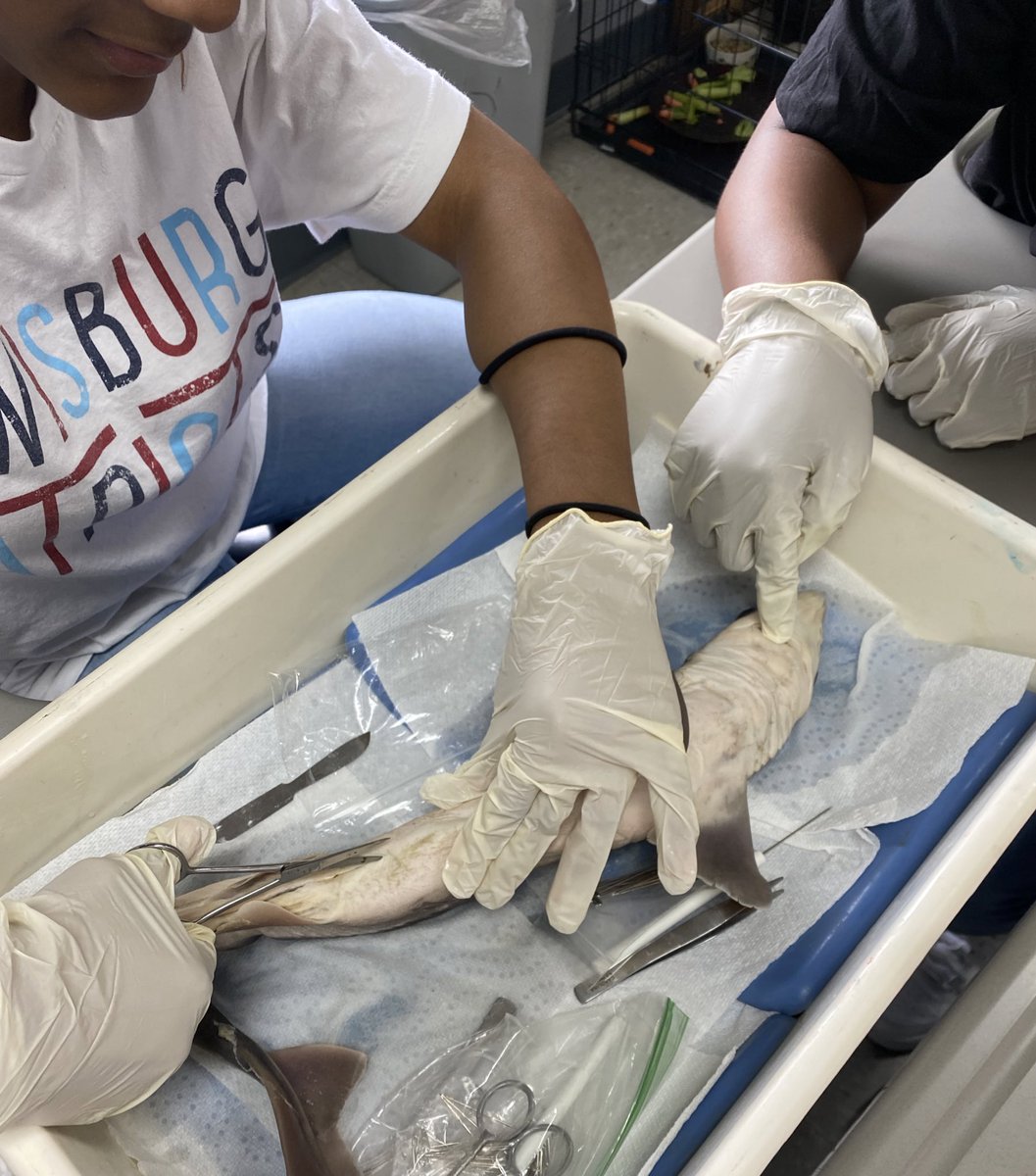 sum_king83's tweet photo. Zoology completed their shark dissections today. We did not find any baby sharks but we still had a great time discussing and witnessing the anatomy of chordates. #zoology #sharkdissection @TheBurgScience https://t.co/RpFnXktt1f