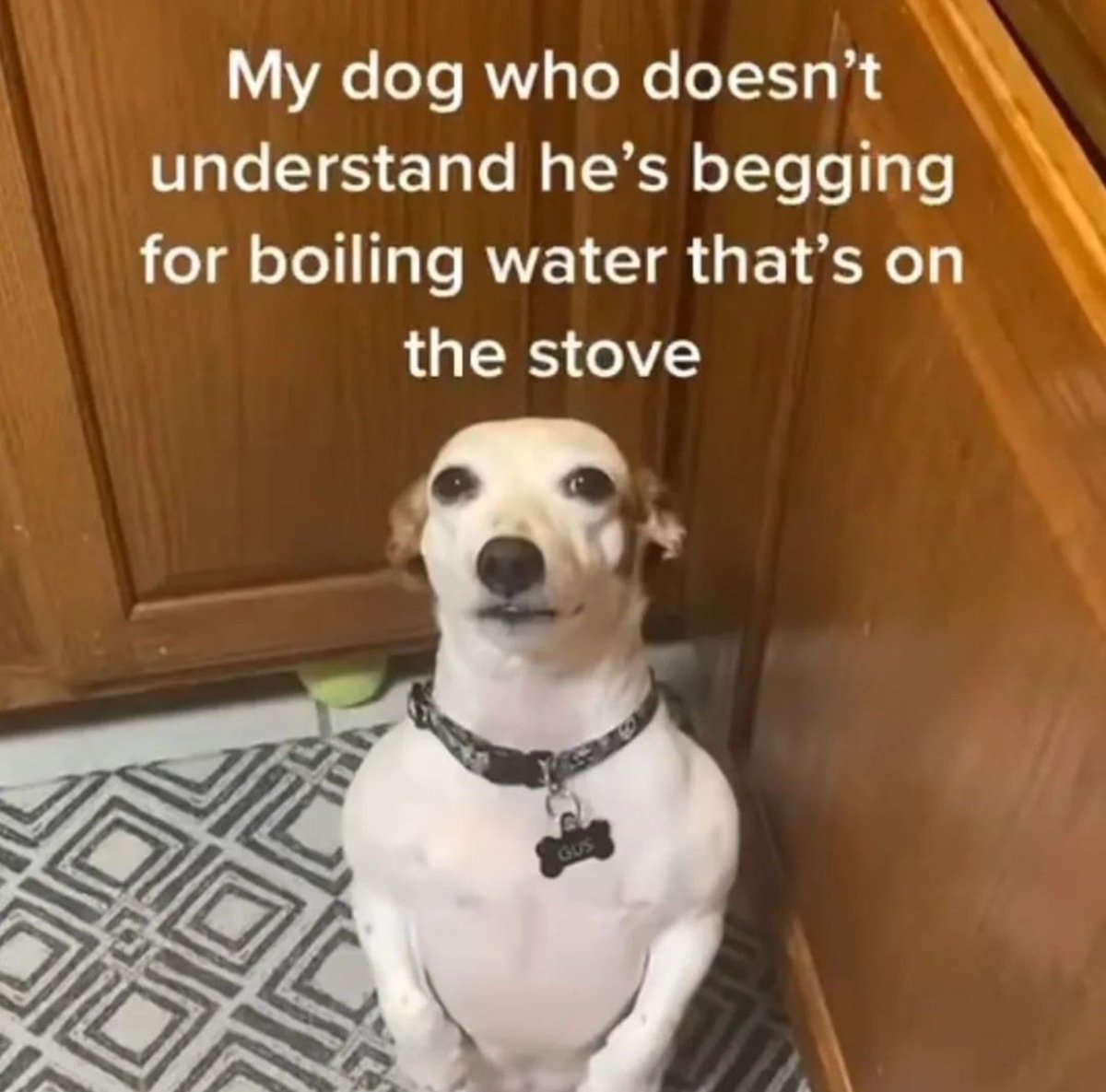 forceddogpost's tweet image. 