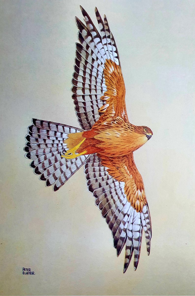 "The Red Goshawk has all the equipment for survival: great speed, manoeuvrability, enormous talons, and physical courage in attack. It should be a very successful bird. It is, instead, disappearing"