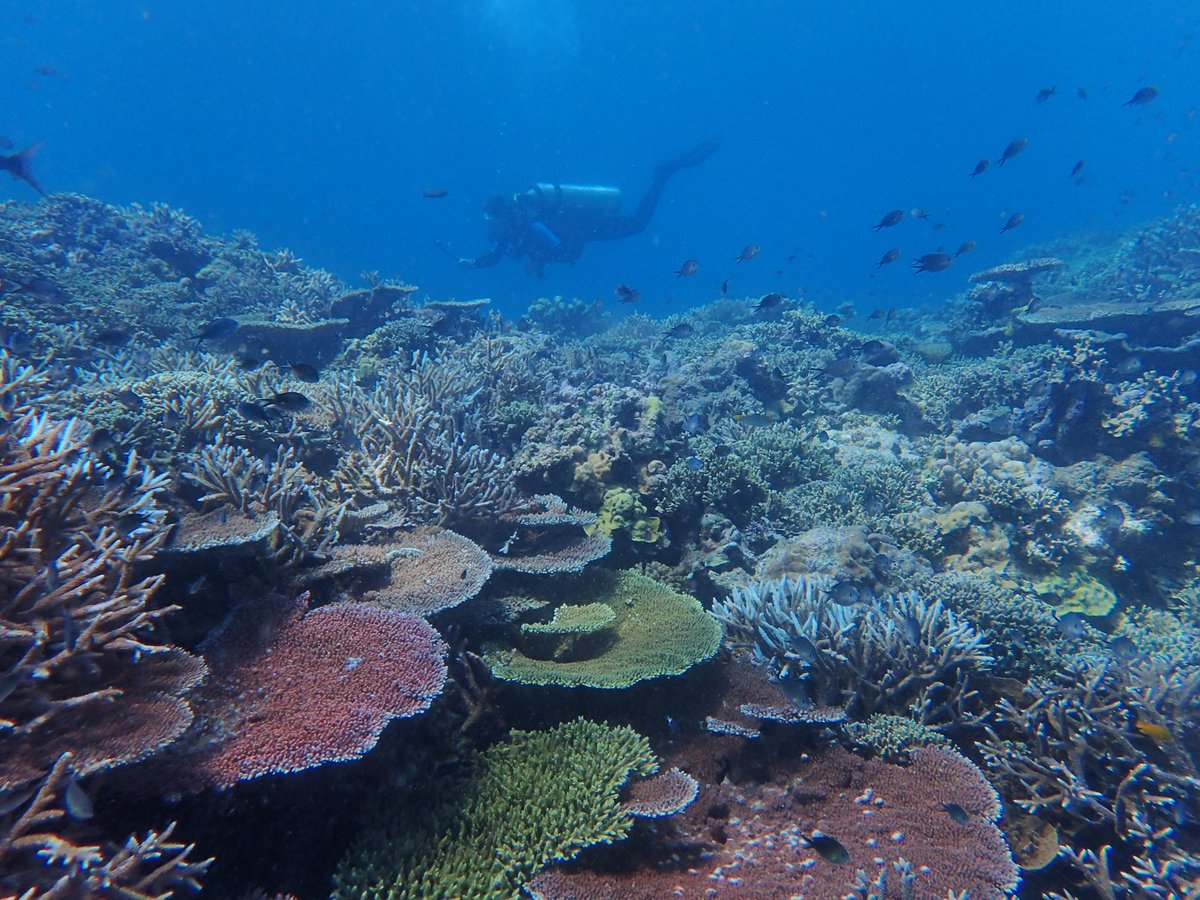 It took a lot to get here, but so grateful to be back in Papua New Guinea doing research and seeing (some) healthy reefs, what a relief!