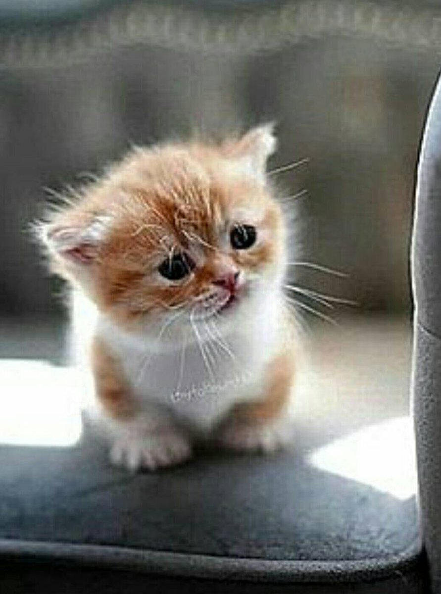 CuteKittyWorld's tweet photo. So incredibly adorable!!! 😻💗

#CatsOnTwitter #kitten https://t.co/UcMbrFQIZ7