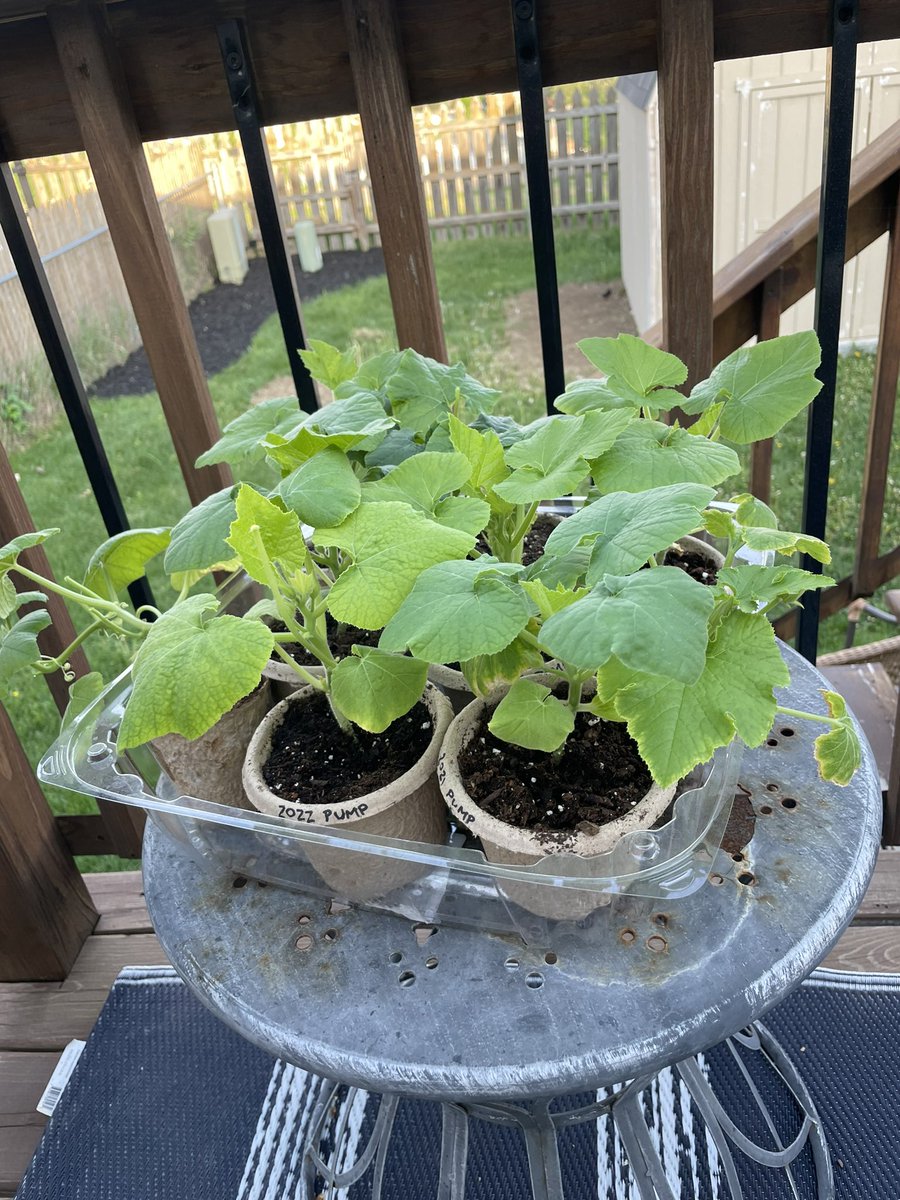 Jennaywayy's tweet photo. Time to start the transition outside for these lil’ flowers and veggies https://t.co/HzReArCqms