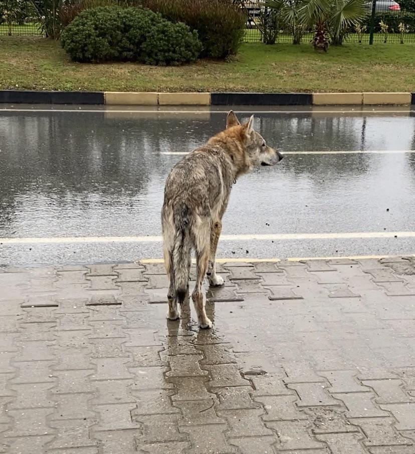 A happier day tweet media