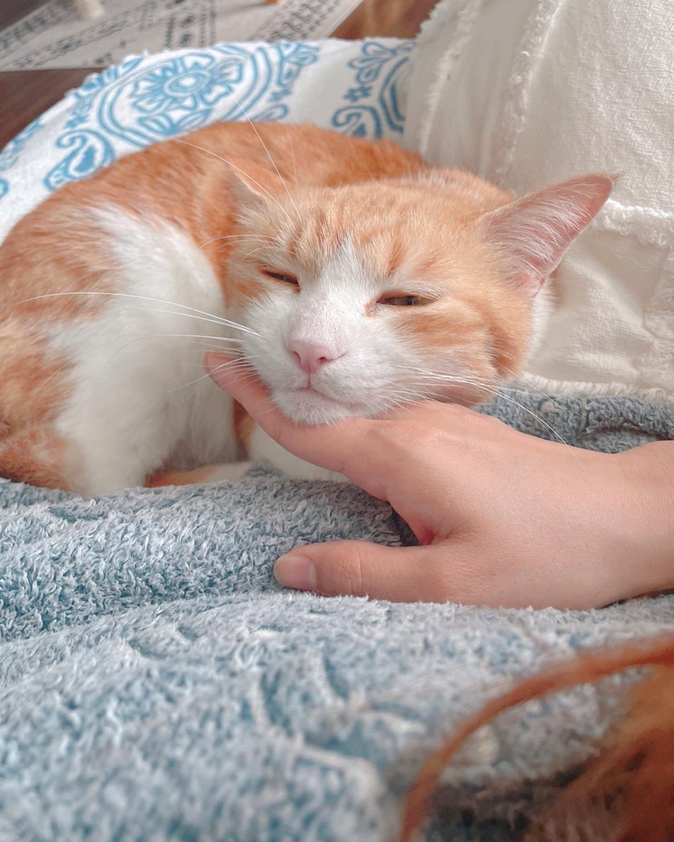 AiOzaki3's tweet photo. 猫ってこんなに頭平らでしたっけ？
腕に手を添えて寛ぐなんて
あざといぞマルルー😍
#ねこ #ねこのいる暮らし #保護猫 #猫好きさんと繋がりたい　#cat #CatsOfTwitter #CatsLover https://t.co/XM6HipQLgW
