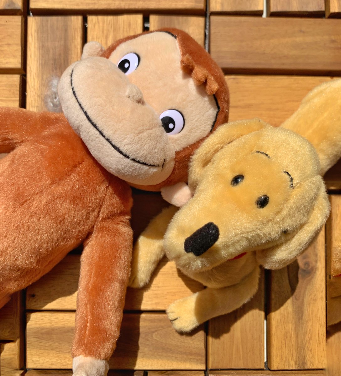 おさるのジョージ 公式 S Tweet 本日 愛犬の日 ということで キレイ好きなロビー犬 ハンドリーをパシャリ おさるの ジョージ おさるのジョージ部 Trendsmap