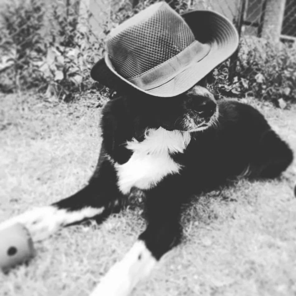 AngelicaGomezT's tweet photo. "Oh Stylo, go for blossom in your soul
When you know your heart is light
Electric is the love" 🎶🐺🖤☀️

#Gorrillaz #Stylo #BorderCollie #Tbt https://t.co/okSEGEWWc4