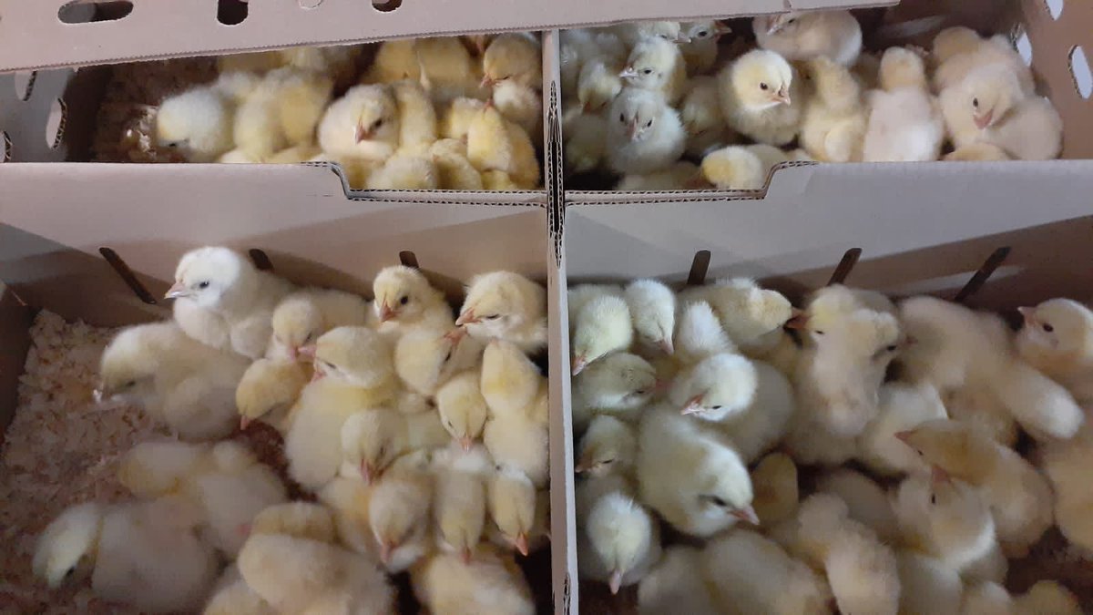 Pholopheto Enterprise tweet media