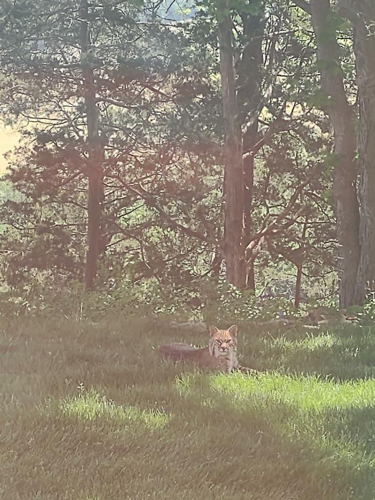 This beautiful creature was spotted enjoying some summer weather in the Legends Community today!  

Image taken by a local resident