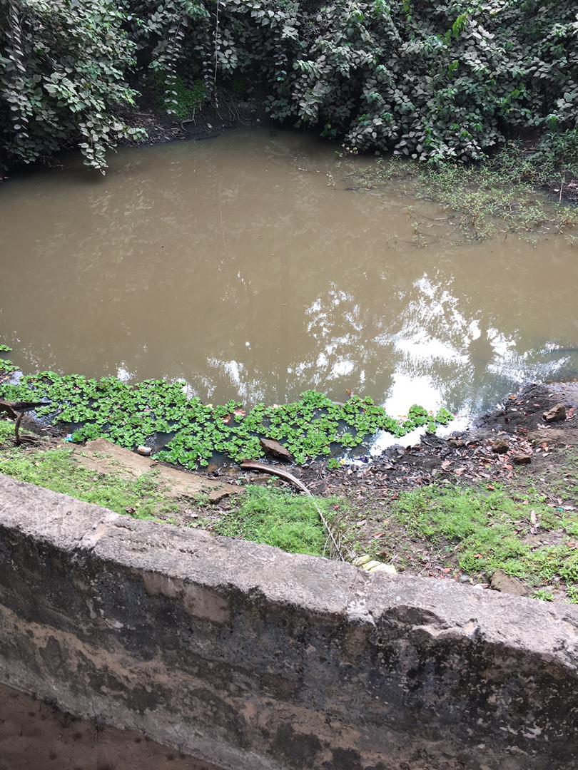 Crocodile pond