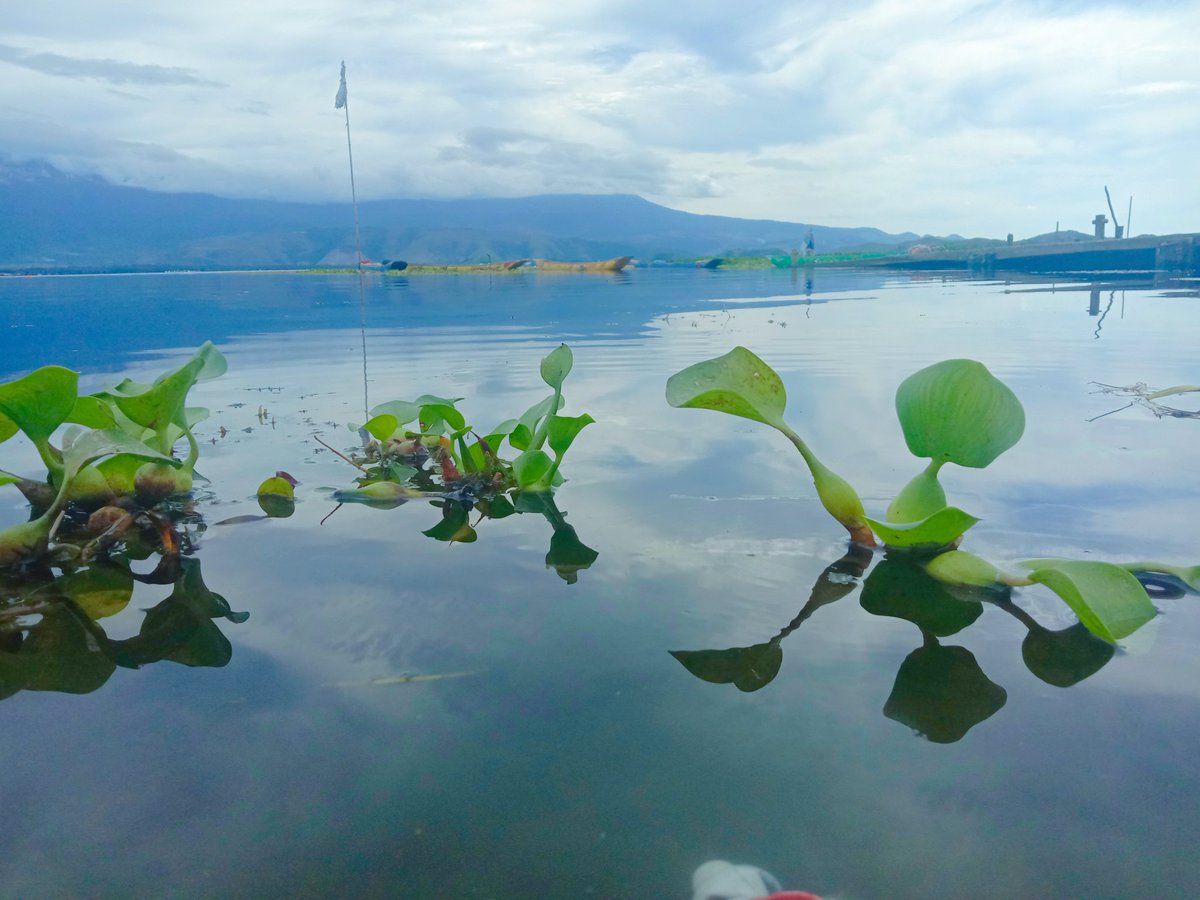 OE99432932's tweet image. Danausentani

#keliling