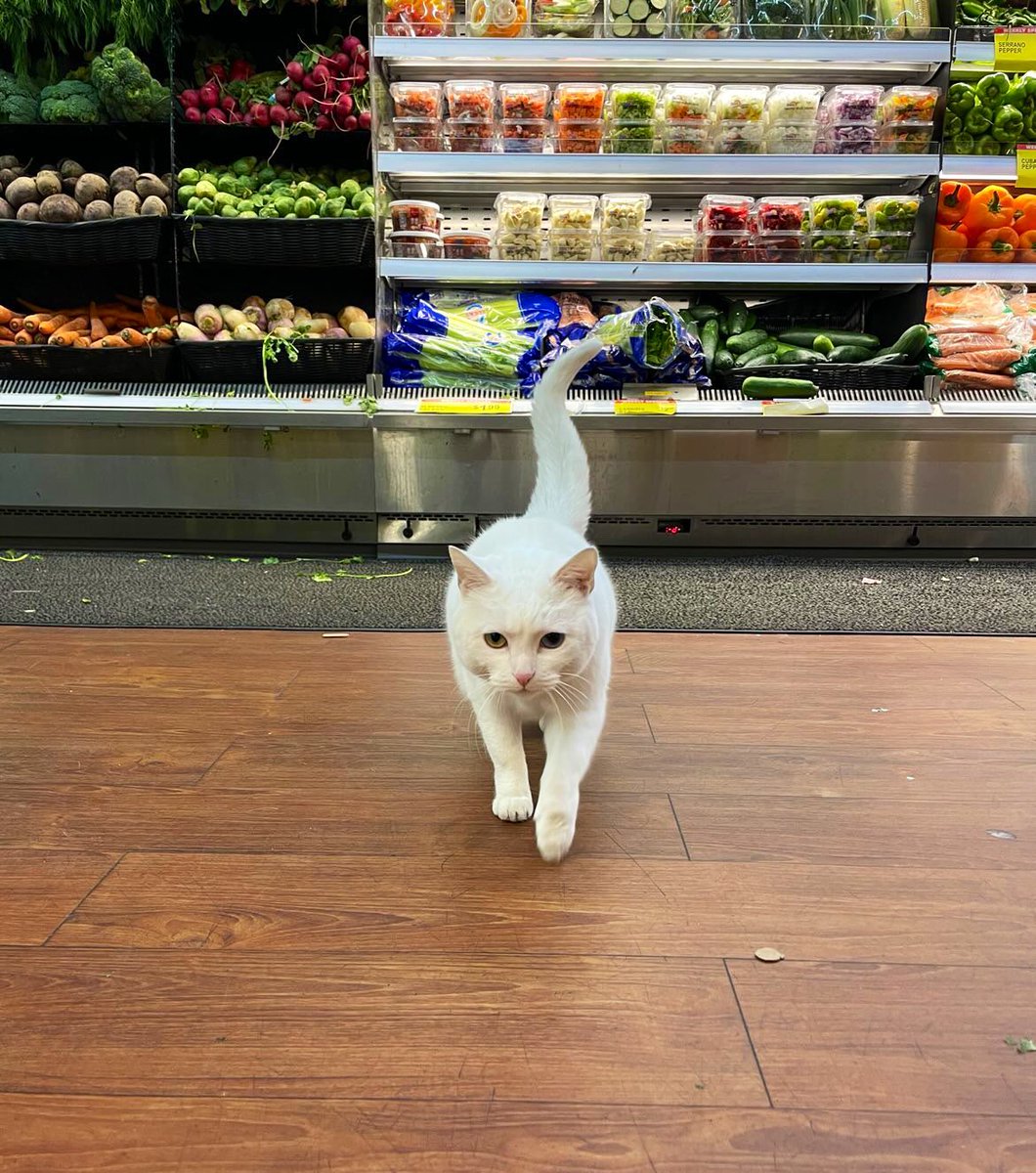 Bodegacats_'s tweet photo. https://t.co/rJRI07SoUI